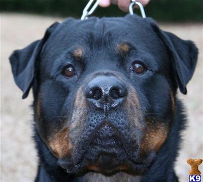 AMERICAN,INTERNATIONAL CHAMPION ABRAXUS AGONY VON JAM ROC